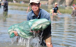 Trăm người tranh nhau bắt cá "khủng" dưới chân đập thủy điện Trị An