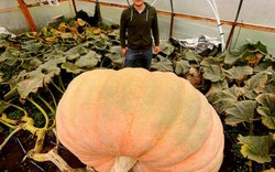 Choáng: Không thể tin nổi quả bí ngô khổng lồ nặng tới gần 1 tấn!