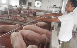 Giá lợn (heo) hôm nay 1.11: Giá tăng thêm 4.000 đ/kg, nhiều người tiếc xót ruột vì không còn lợn bán