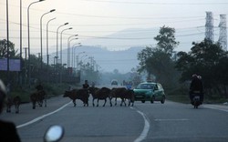 Hà Tĩnh: Đồng loạt ra quân "dẹp" trâu bò thả rông trên quốc lộ
