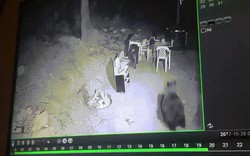 Mỹ: Gấu đen mò vào nhà ban đêm, bị chó đuổi "chạy té khói"