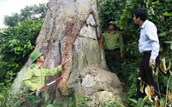 Chuyện cây lim xanh - báu vật nghìn năm tuổi giữa Vườn quốc gia