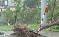 Lo ngại mưa cực lớn xảy ra trên địa bàn Đà Nẵng dịp APEC