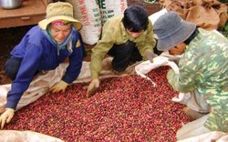 Giá nông sản hôm nay 2.11: Giá cà phê tiếp tục giảm ngày thứ 6 liên tiếp, giá tiêu không tăng do sức mua yếu