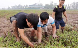 Lội đồng săn con gặm nhấm, trai Thủ đô kiếm tiền triệu mỗi ngày