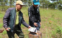 Lâm Đồng: Bắt quả tang vụ phá rừng thông để bán đất