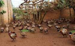 LẠ MÀ HAY: Rào vườn cà phê nuôi bạt ngàn chim trĩ