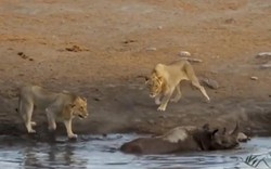 Tê giác vác bụng bầu đánh trả ba con sư tử