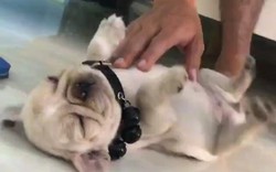 Hot trên Face: Chó con ngủ say như chết bất ngờ nổi tiếng trên MXH