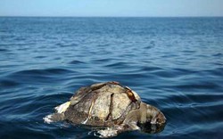 400 rùa biển chết nổi bí ẩn ngoài khơi El Salvador