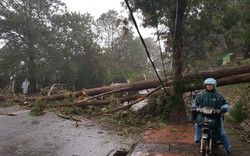 Đà Lạt: Ảnh hưởng bão số 12, gió quật đổ nhiều cây cổ thụ