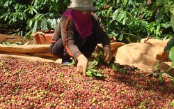 Giá nông sản hôm nay 6.11: Cà phê tươi 8.000 đ/kg, công hái đã "ngốn" 2.000; giá tiêu giảm 6.000 đ/kg trong 1 tháng