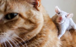 5 "đại ca" mèo sợ rúm người trước 1 con chuột nhãi