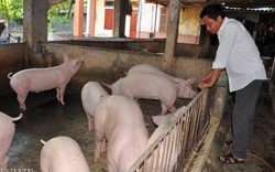 Giá lợn (heo) hôm nay 6.11: Lợn rừng giảm giá 20.000 đ/kg, các trang trại tiêu thụ lợn "xuôi" hơn
