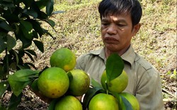 Làm giàu ở nông thôn: Trồng cam trên đất dốc, vất vả nhưng có tiền tỷ