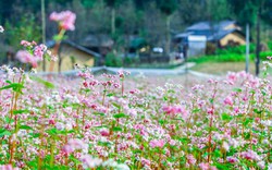 Vi vu Hà Giang ngắm mùa hoa tam giác mạch nở đẹp ngất ngây