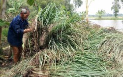 Nông dân mất trắng hàng trăm triệu đồng vì doanh nghiệp "thất hứa"