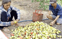 Muốn "cứu" ngành điều, phải thay đổi ngay tư duy, tập quán sản xuất