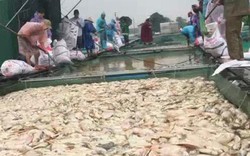 Cá chết phủ trắng bè ở Thừa Thiên Huế sau lũ
