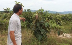 Đắk Lắk: Đất rừng lấn chiếm vẫn được bồi thường