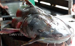 Bắt được cá chiên khổng lồ: "Thủy quái" sông Đà lên bàn nhậu Hà Thành