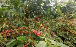 Giá nông sản hôm nay 8.11: Giá cà phê, hồ tiêu giảm "đỏ" sàn, bất chấp bão số 12 làm nhiều vườn ngã gục