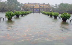 Hàng trăm con cá cảnh ở Hoàng Cung Huế... lên cầu bơi lội