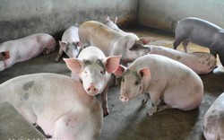 "Bão giá" lợn làm nông dân mất lãi đau đớn trên 100.000 tỷ đồng