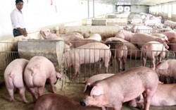 Giá lợn (heo) 11.11: Hội Chăn nuôi lên tiếng về 5 triệu tấn thịt đông lạnh tạm nhập tái xuất qua Trung Quốc