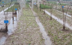 Đà Nẵng: Nông dân trồng rau sạch trắng tay sau bão số 12