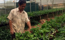 Tôi là nông dân 4.0: Lão nông làm vườn bằng... iPhone 7 Plus