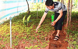 Làm giàu ở nông thôn: Trồng đinh lăng xen canh, thu 1,2 tỷ/năm