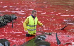 Công bố ảnh sốc chụp thảm sát cá voi đẫm máu ở Đan Mạch