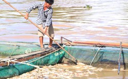 Đắk Nông: Sau bão số 12, 300 tấn cá lồng lăn ra chết ND mất tiền tỷ
