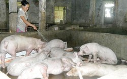 Giá lợn (heo) hôm nay 12.11: Bão giá làm nông dân mất 100.000 tỷ đồng, kiến nghị khai thông thị trường Trung Quốc