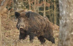 Đi thu hoạch ngô, người nông dân TQ bị lợn rừng giết chết