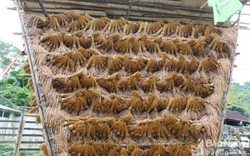 Độc lạ: Kép hình thang ngược làm giàn phơi lúa rẫy của người Na Khốm