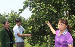 Làm giàu ở nông thôn: Ngỡ ngàng vườn cam "vừa chửa, vừa đẻ, vừa nuôi con"