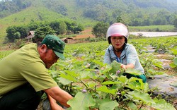 Còn gì bằng trồng cà tím sinh thái mà thu lãi 250 triệu/năm