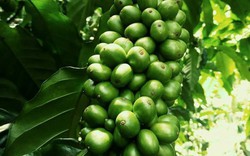Giá nông sản hôm nay 14.11: Giá cà phê tươi FairTrade lên tới 10.000 đ/kg, giá tiêu hết cơ hội tăng?