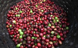 Giá nông sản hôm nay 13.11: Giá cà phê chưa trở lại được mức 40.000 đồng/kg, giá hồ tiêu không nhiều thay đổi