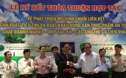 Thí điểm mô hình mẫu từ chuỗi liên kết DN gạo, mía với HTX, hộ nông dân