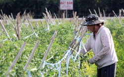 Nông nghiệp TP.HCM: Không chạy đua "ăn thua" về số lượng