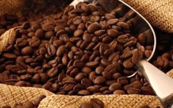 Giá nông sản hôm nay 15.11: Hai sàn đảo ngược trái chiều, giá cà phê robusta tiếp tục tăng trở lại, từ 200 - 400 đồng/kg
