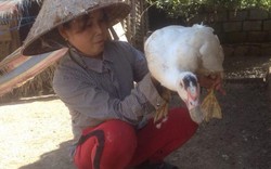 Làm giàu ở nông thôn: Cho ngan, gà chung 1 nhà, lãi hơn 200 triệu/năm