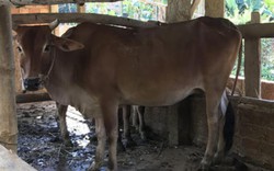 Quảng Ngãi: Xã "bán" bò giống được cấp miễn phí cho dân