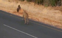 Video: Sư tử vồ lợn từ phía sau, cắn xé moi ruột giữa đường