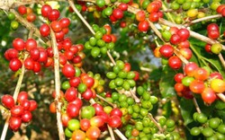 Giá nông sản hôm nay 16.11: Giá cà phê tăng nhẹ chạm mức 40 triệu đồng/tấn, giá tiêu khó tăng vì tồn kho còn nhiều