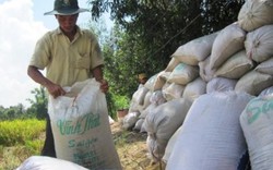 Sắp hết thời đóng bao tải gạo xuất khẩu: Gạo Việt sẽ có logo "xịn"