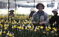 Liều đầu tư tiền triệu trồng hoa nhà kính ở vựa rau, thu gấp 3 lần